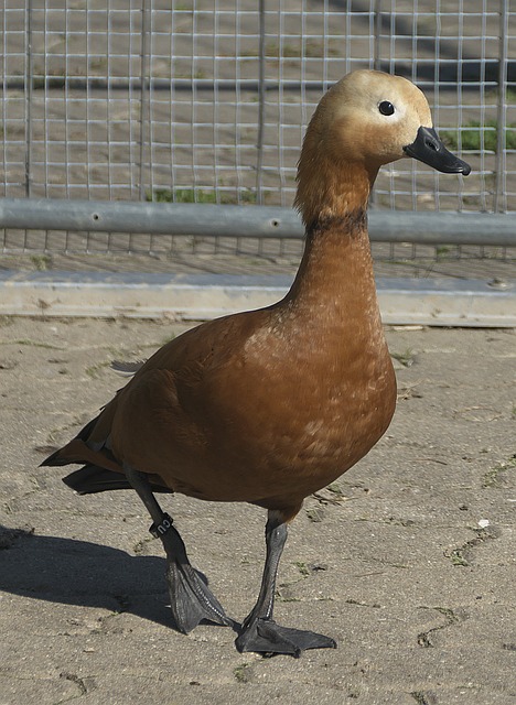 将斯文