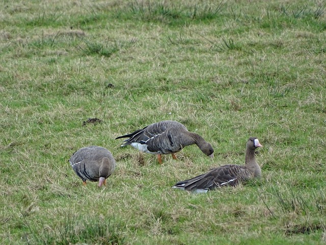 詹姆斯和凯 詹姆斯和凯